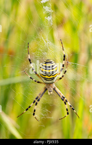 Ein Wasp spider Argiope Bruennichi, in seiner Web in einer Wiese in North Dorset. Die Wasp Spider ist eine eingeführte Art in Großbritannien und ist in der Sab gefunden Stockfoto