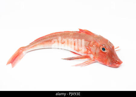 Eine Rote Knurrhahn, Chelidonichthys cuculus, gefangen Strand Angeln auf der Stange und die Leitung vom Chesil Beach in Dorset England UK GB. Auf einem weißen Backgr fotografiert. Stockfoto