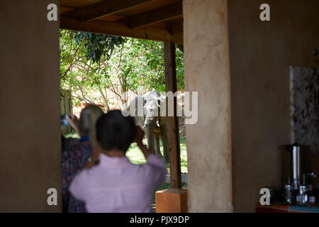 Touristen machen Fotos von Elefanten, Sambesi, Sambia Stockfoto