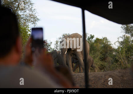 Touristische machen Fotos von Elefanten, Sambesi, Sambia Stockfoto