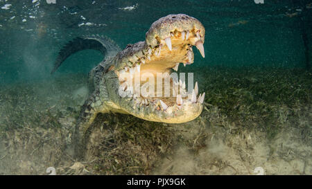 Amerikanische Salzwasser Krokodil mit Backen zu öffnen, Chinchorro Banken, Mexiko Stockfoto