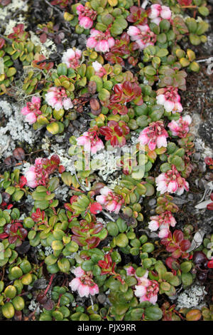 Cowberry Vaccinium vitis-idaea Stockfoto