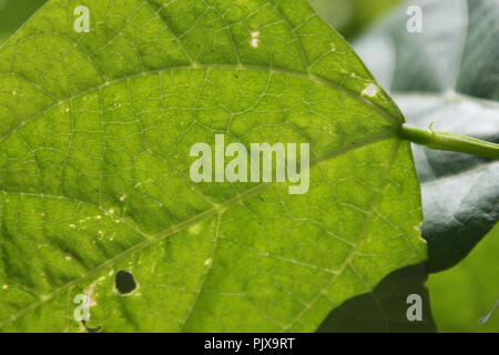 Grünes Blatt gegen lhe Licht mit Zellstruktur Stockfoto