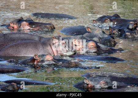 Masai Mara National Reserve, Kenia, Afrika - Flusspferde schlafen in einem Wasserloch mit einem Kalb wach in der Naboisho Conservancy Stockfoto