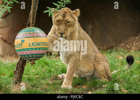 Der Londoner Zoo asiatische Löwinnen, Heidi, Indi und Rubi, spielen mit Boomer Kugeln Welt Lion Tag, am 10. August zu markieren. Die Kugeln mit einem Stoß von lebendigen Farben von Gujarat, Heimat der Asiatischen Löwen im westlichen Indien inspirierten gemalten und duftende mit aromatischen Kräutern der Stolz und Gewürze für die feline Festlichkeiten. Mit: Atmosphäre, Wo: London, Großbritannien Wann: 09 Aug 2018 Quelle: Dinendra Haria/WANN Stockfoto