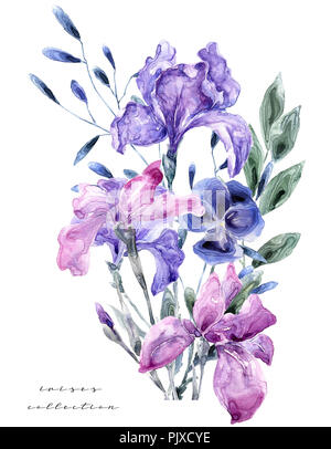 Aquarell Abbildung mit Iris. Malerei frisch zubereitet Blumen auf weißem Hintergrund Geschenkkarte Blumen Shop Stockfoto