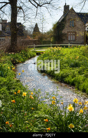 Frühling Narzissen ending Stream in Cotswold Dorf Swinford, Oxfordshire, England Stockfoto