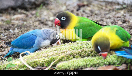 Eine Gruppe von Lovebirds Fütterung auf Hirse Stockfoto