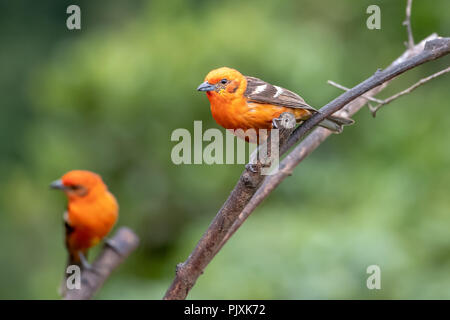 Flamme - farbige Tanagers (Piranga bidentata) in Costa Rica Stockfoto