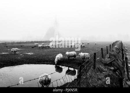 Herbst nebeliger Morgen, Schafe vor der Kirche von Den Hoorn auf der Insel Texel in den Niederlanden Stockfoto