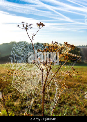 Hintergrundbeleuchtung Tau Spinnennetz. Stockfoto