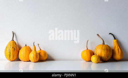 Happy Thanksgiving Hintergrund. Auswahl verschiedener Kürbisse auf Weiß Regal gegen weiße Wand. Moderner Minimal Herbst inspirierte Dekoration. Stockfoto