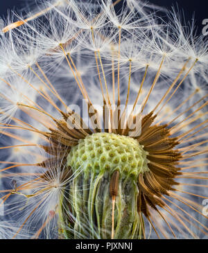 Löwenzahn Taxaxacum officinale Samen Kopf in Nahaufnahme Stockfoto