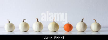 Happy Thanksgiving Hintergrund. Auswahl verschiedener Kürbisse auf Weiß Regal gegen weiße Wand. Moderne saisonale Dekoration. Kürbisse Banner. Mini Stockfoto