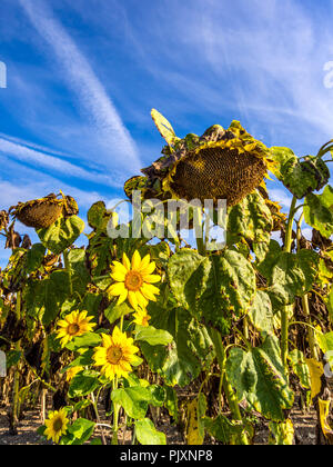 Jung und Alt Sonnenblumen - Frankreich. Stockfoto