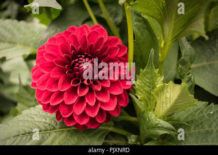 Rot Rosa ball Dahlie Blume blühen im Sommer. Stockfoto
