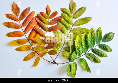 Zusammensetzung aus vier hellen bunten Blätter von ashberry in einer Palette von Herbst Farben bemalt, close-up, auf weißem Hintergrund Stockfoto