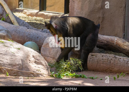 Mandrill im Zoo von Phoenix Stockfoto