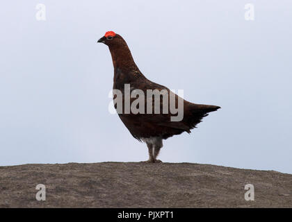 Moorschneehuhn auf verloren gegangenen Kop Stockfoto