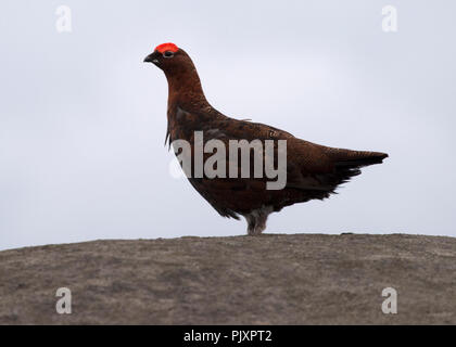 Moorschneehuhn auf verloren gegangenen Kop Stockfoto