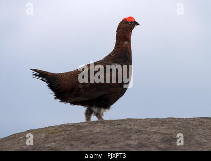 Moorschneehuhn auf verloren gegangenen Kop Stockfoto