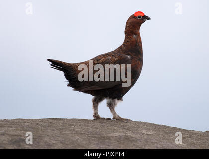 Moorschneehuhn auf verloren gegangenen Kop Stockfoto