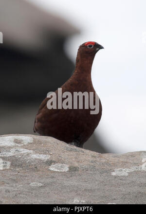 Moorschneehuhn auf verloren gegangenen Kop Stockfoto