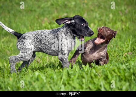 Deutsch Kurzhaar Pointer, kurtshaar zwei kleine Welpen, schwarz und braun in einem weißen Fleck entdeckt, auf dem Gras, zusammen zu spielen, lustig, Maulkörbe, sonnigen Stockfoto