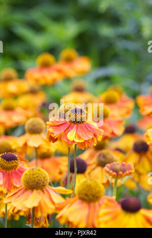 Helenium'S ahin Early flowerer' Blumen. Stockfoto