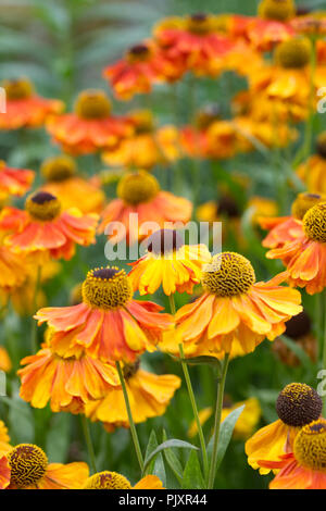 Helenium'S ahin Early flowerer' Blumen. Stockfoto