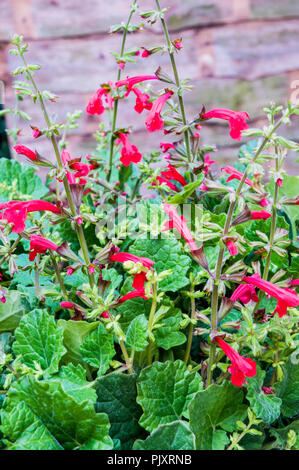 Salvia roemeriana heißen Trompeten ist eine krautige Staude, die für die Ränder ideal ist. Stockfoto