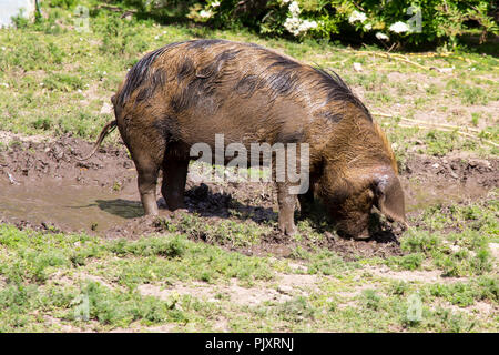 Großen Britischen Oxford Sandstrand und Schwarz seltene Rasse Schwein in ein schlammiges Feld an Deen Stadt Hof, London, England Stockfoto