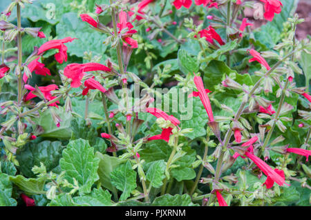 Salvia roemeriana heißen Trompeten ist eine krautige Staude, die für die Ränder ideal ist. Stockfoto