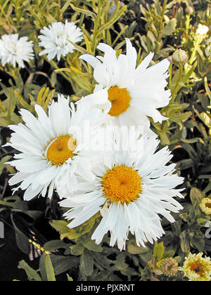 Leucanthemum x 'Lilac oder Shasta Daisy ist eine krautige Staude, die für die Ränder ideal ist. Snow Dame hat weiße Blüten und Goldgelb. Stockfoto