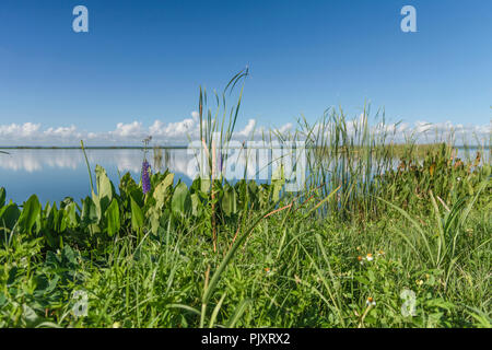 Lake Apopka Florida Horizont Stockfoto