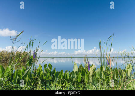 Lake Apopka Florida Horizont Stockfoto
