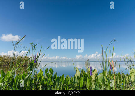 Lake Apopka Florida Horizont Stockfoto