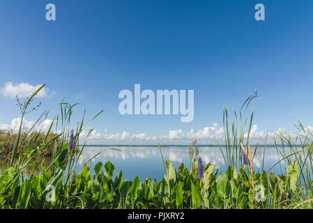 Lake Apopka Florida Horizont Stockfoto