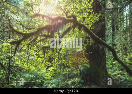 Innen Sol Duc Regenwald mit bemoosten Bäume, Olympic National Park, Washington State, USA. Stockfoto