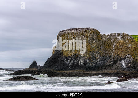 Vögel oder Kormorane Kolonie auf einem felsigen basaltischen Cliff oder Vorgewende in Yaquina Head hervorragende natürliche Bereich State Park, Oregon Coast, Newport, USA. Stockfoto