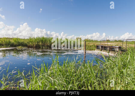 Florida Wasserüberlauf Abflusssystem Stockfoto