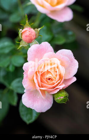 Nahaufnahme der Patio Rose Peachy eine Terrassenrose mit Blüten in dezentem Pfirsich und Rosa, Großbritannien Stockfoto