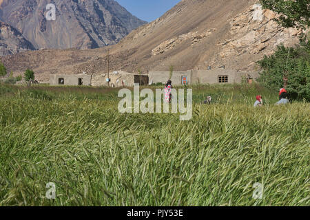 Weizenfelder in Bartang Pasor im Tal, Tadschikistan. Stockfoto