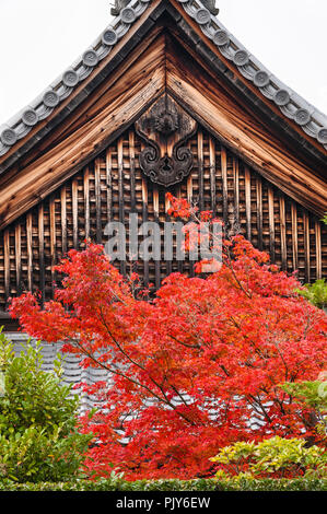 Tofuku-ji Zen Tempel, Kyoto, Japan. Der Bunte Herbst Laub eines Ahorn, gegen eine der alten Tempel Gebäude gesehen Stockfoto