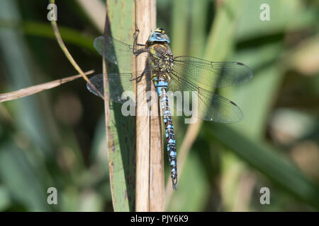 Migrant hawker Dragonfly (Aeshna Mixta) Stockfoto