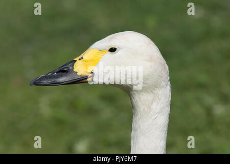 Bewick's Swan (Cygnus columbianus bewickii) Stockfoto