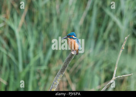 Eine atemberaubende Eisvogel (Alcedo atthis) am Wildvogel und Feuchtgebiete Vertrauen Naturschutzgebiet in Arundel, West Sussex, UK. Stockfoto