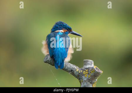 Eine atemberaubende Eisvogel (Alcedo atthis) am Wildvogel und Feuchtgebiete Vertrauen Naturschutzgebiet in Arundel, West Sussex, UK. Stockfoto