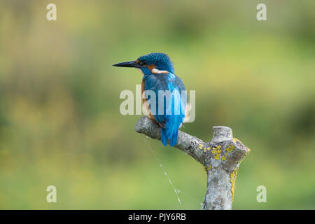 Eine atemberaubende Eisvogel (Alcedo atthis) am Wildvogel und Feuchtgebiete Vertrauen Naturschutzgebiet in Arundel, West Sussex, UK. Stockfoto