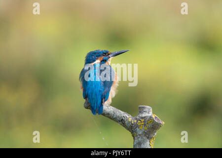 Eine atemberaubende Eisvogel (Alcedo atthis) am Wildvogel und Feuchtgebiete Vertrauen Naturschutzgebiet in Arundel, West Sussex, UK. Stockfoto